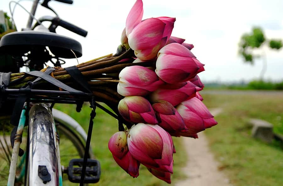Rice Flowers
