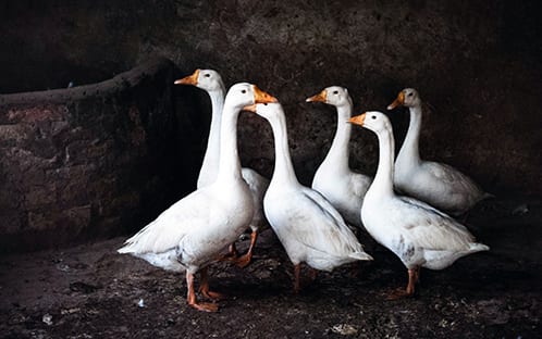 goose birds