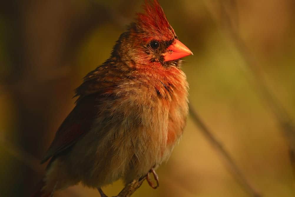 What does a Cardinal Bird symbolize