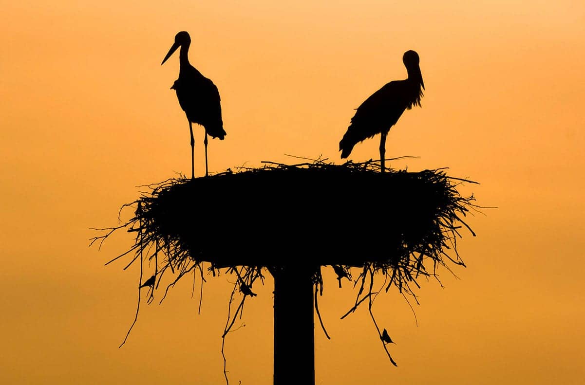 bird symbolism - stork for life