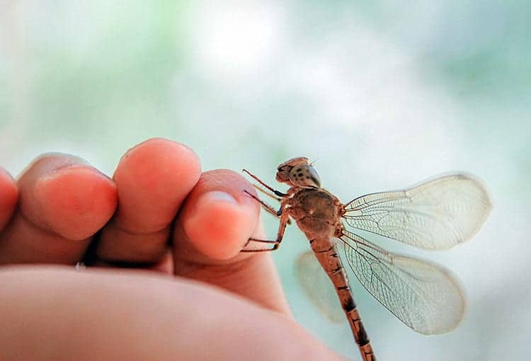 Meaning-of-a-dragonfly-landing-on-you