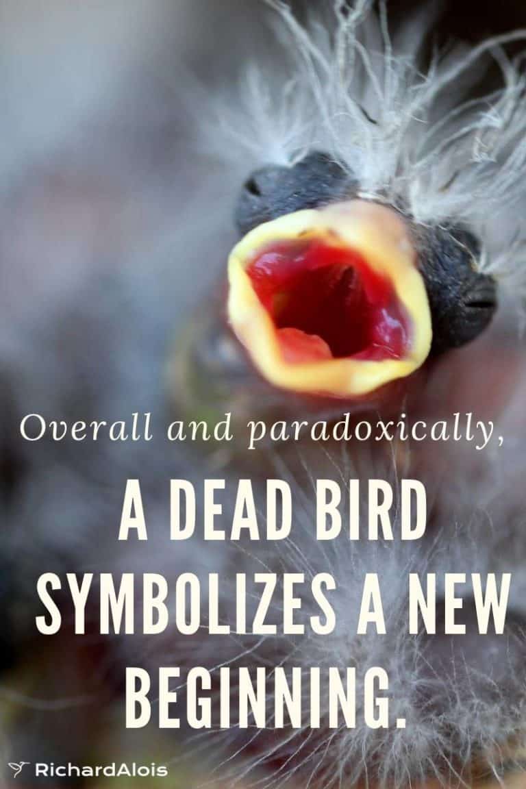 Dead Bird Meaning Omen Immortality Departed Soul Or No Meaning 