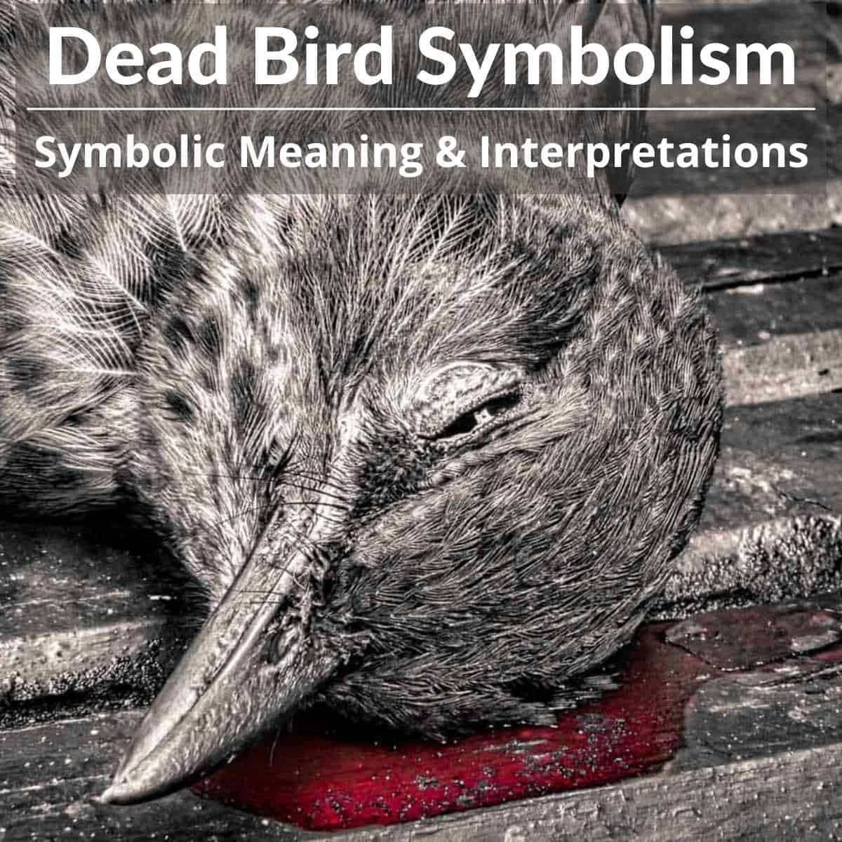 Dead bird symbolism