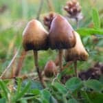 Psilocybe_semilanceata