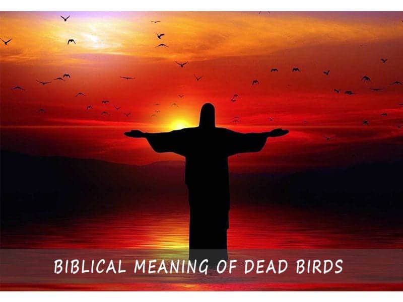 Biblical Meaning Of Dead Birds