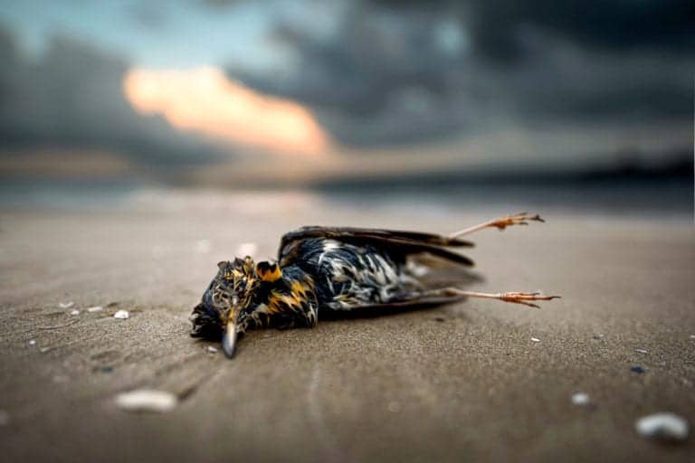 Unveiling The Meaning Of Dead Bird In Yard