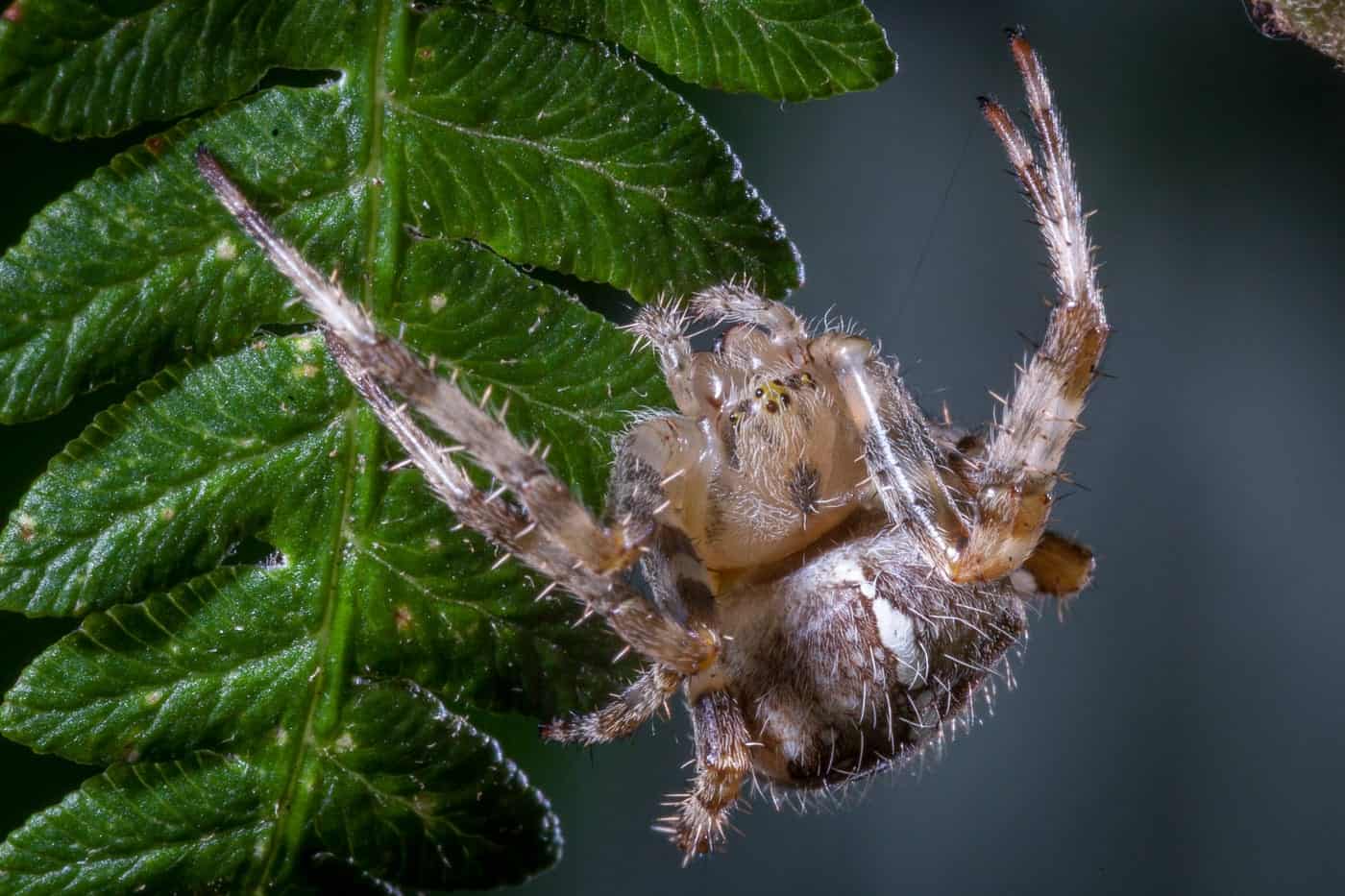 Scary Spiders Pictures UK