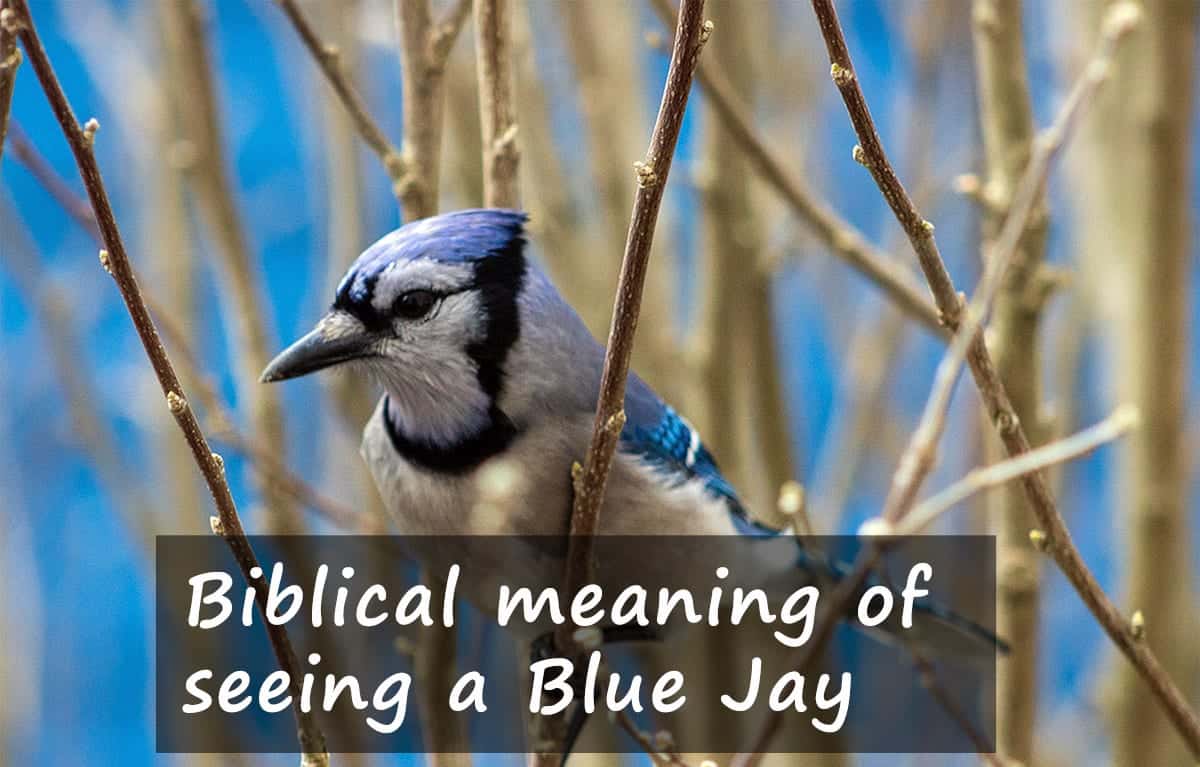 Seeing A Blue Jay What Does It Mean Biblical Meaning And Symbolism Good Luck Or An Omen