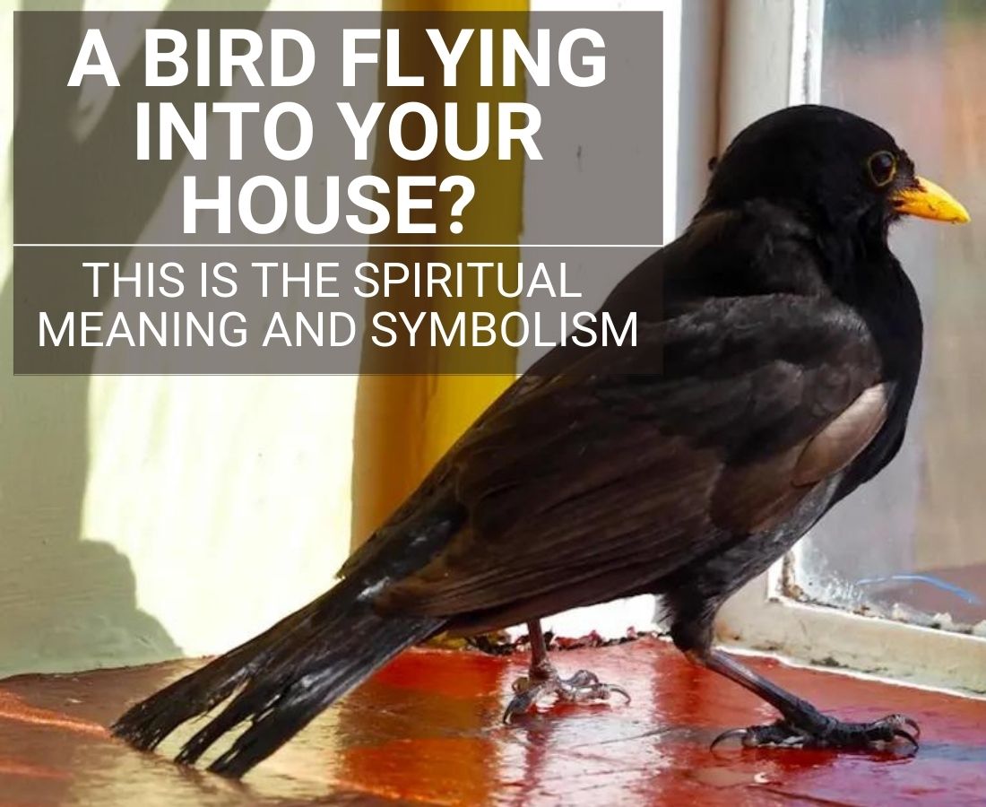 Bird Flying Into Your house