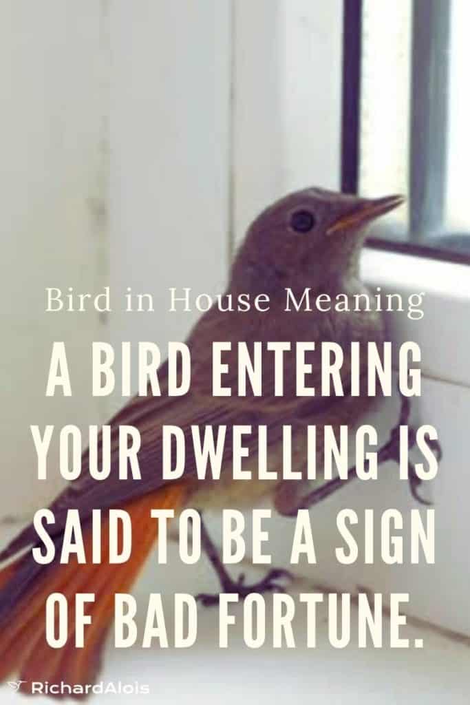 Bird-in-the-house-omen