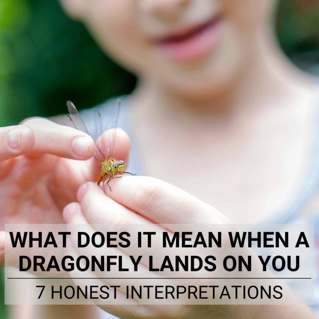What Does It Mean When A Dragonfly Lands On You 