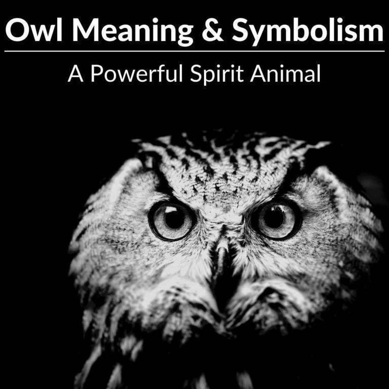 Owl Meaning & Spiritual Symbolism A Powerful Spirit Animal