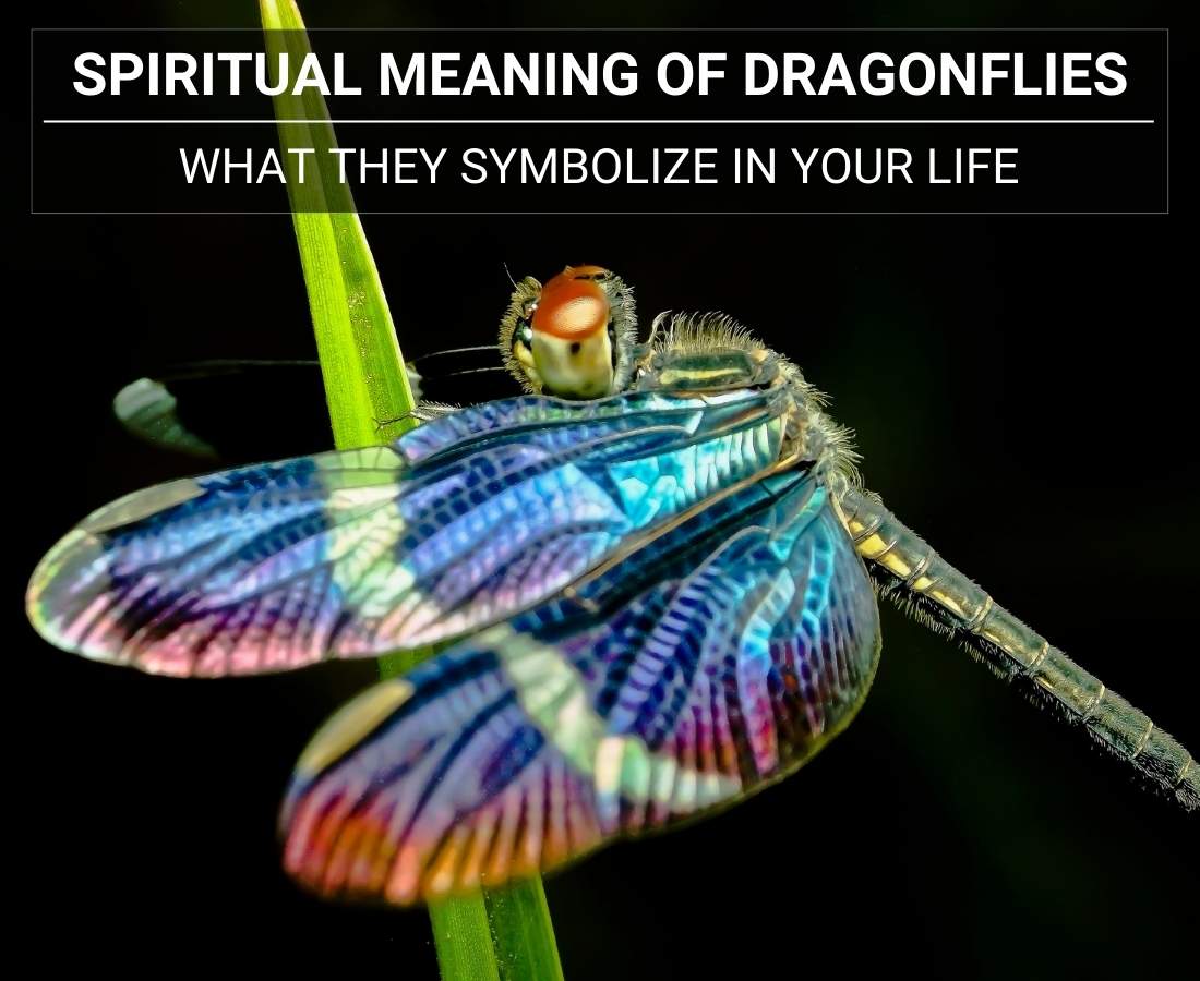 Spiritual Meaning of Dragonflies