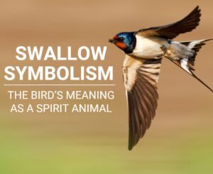 Swallow Symbolism