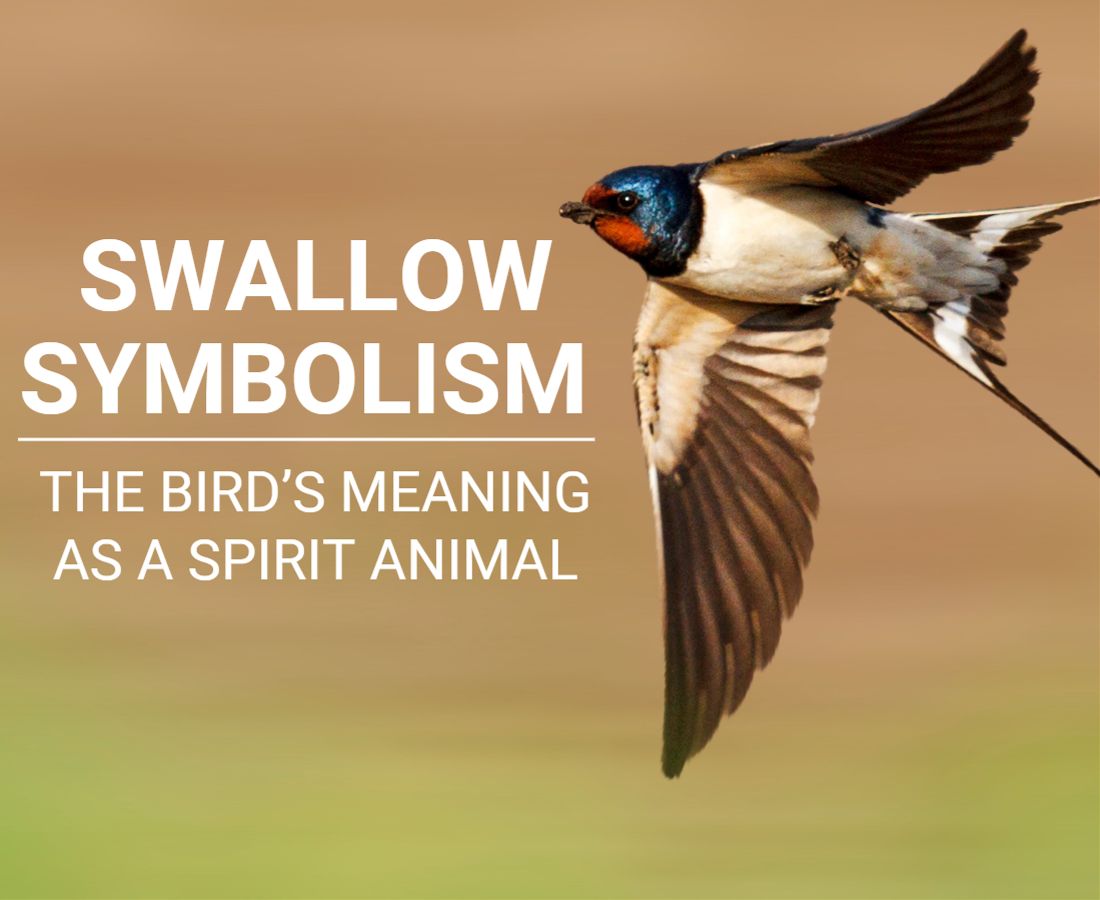 Swallow Symbolism & The Bird's Meaning As A Spirit Animal
