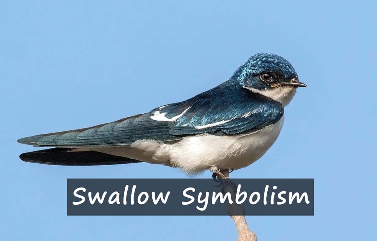 Swallow Symbolism & The Bird's Meaning As A Spirit Animal