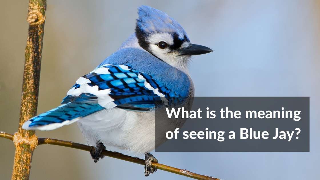 What is the meaning of seeing a blue jay