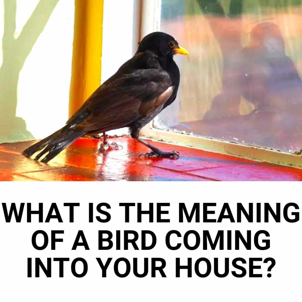 bird in house meaning