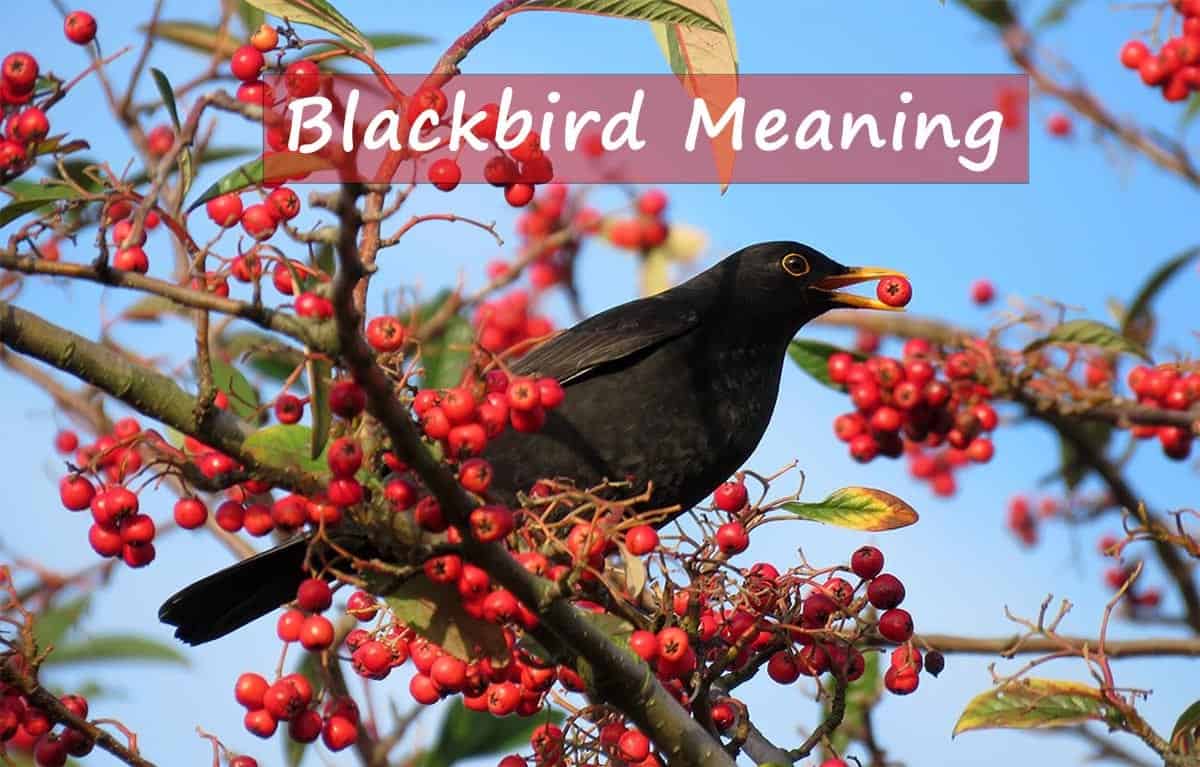 blackbird-meaning