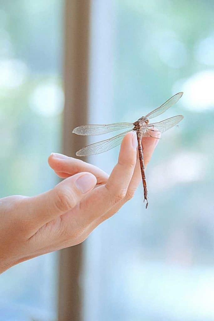 dragonfly on hand