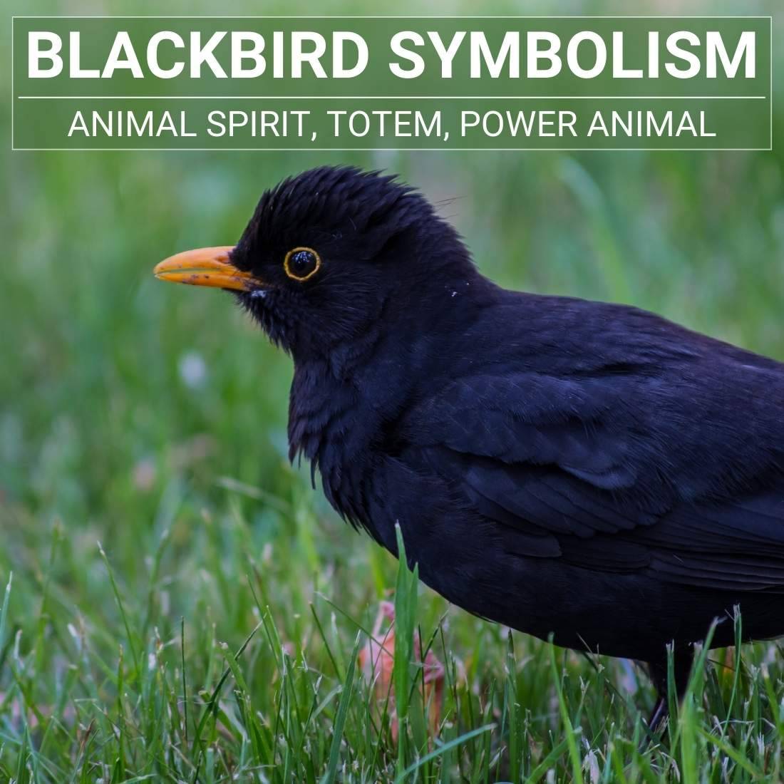 Blackbird Symbolism Meaning Blackbird Spirit Totem Power 60 OFF