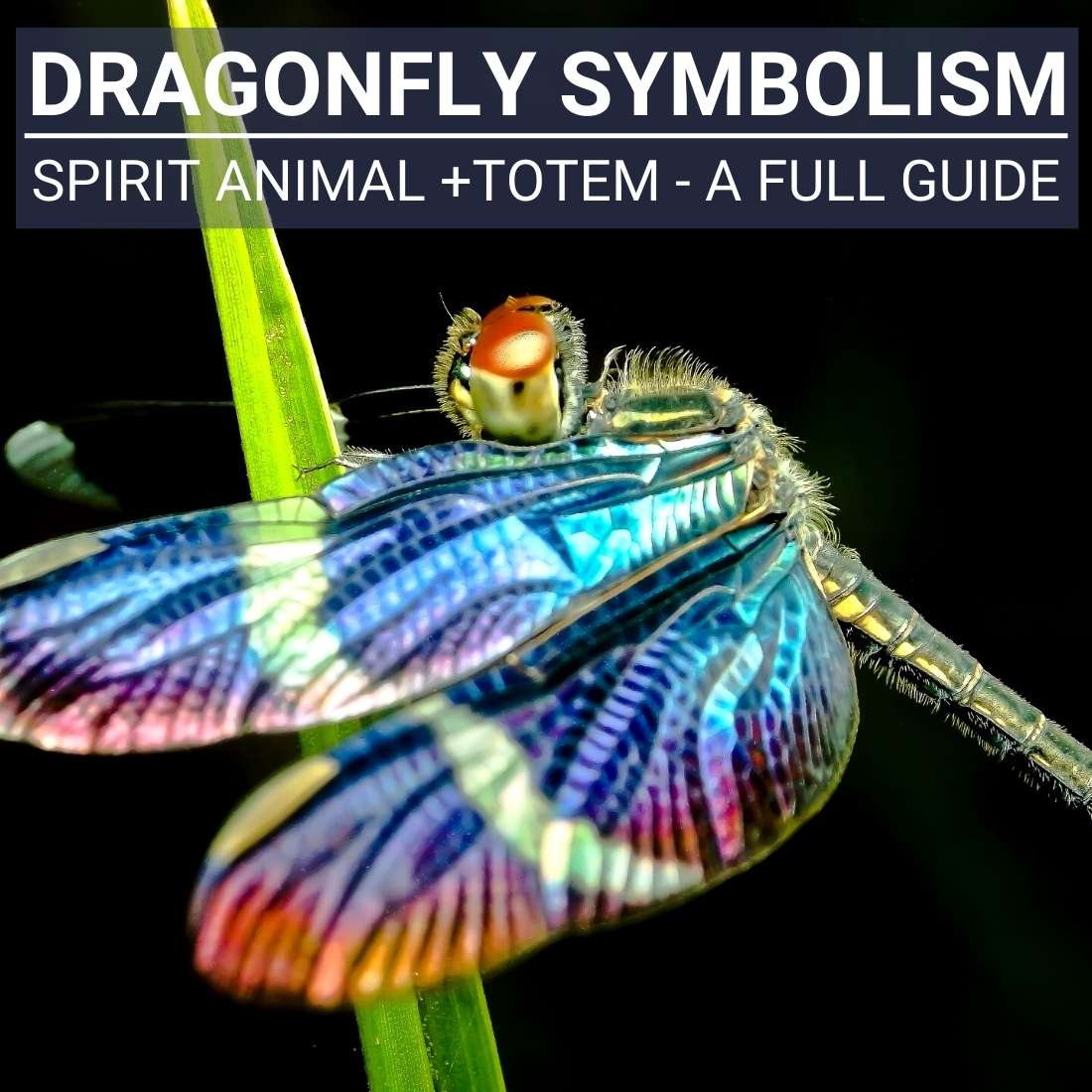 Dragonfly Symbolism - Spirit Animal +Totem - A Full Guide