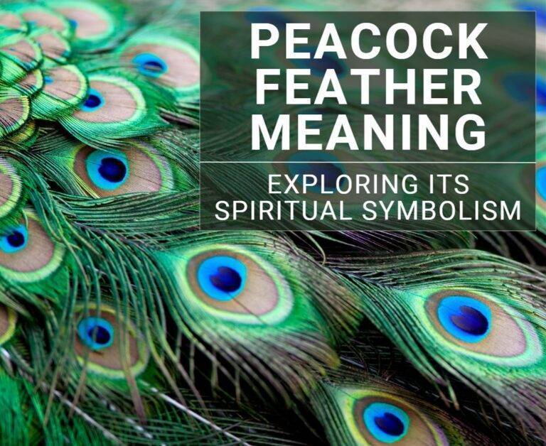 Peacock Feather Meaning: Exploring Its Spiritual Symbolism