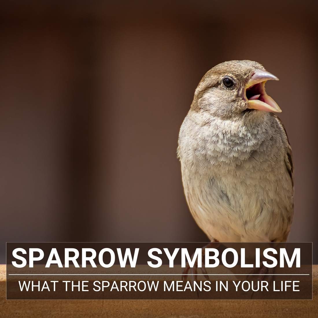 Sparrow Symbolism