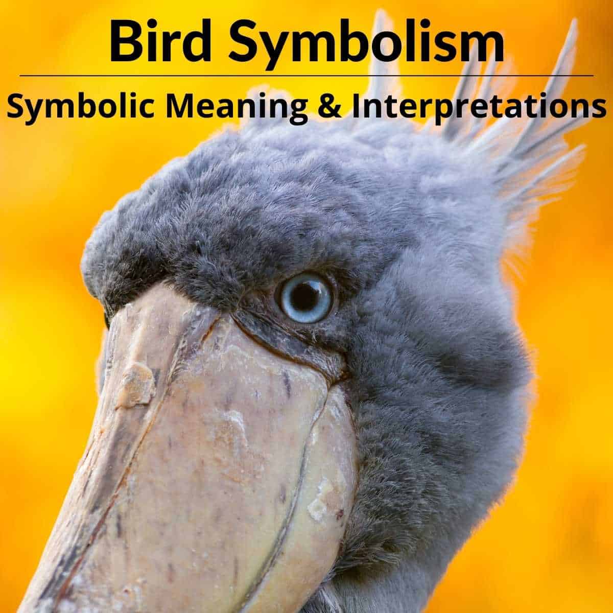 bird symbolism