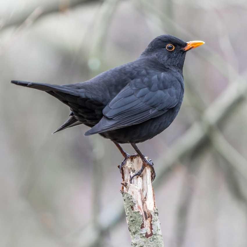 blackbird 