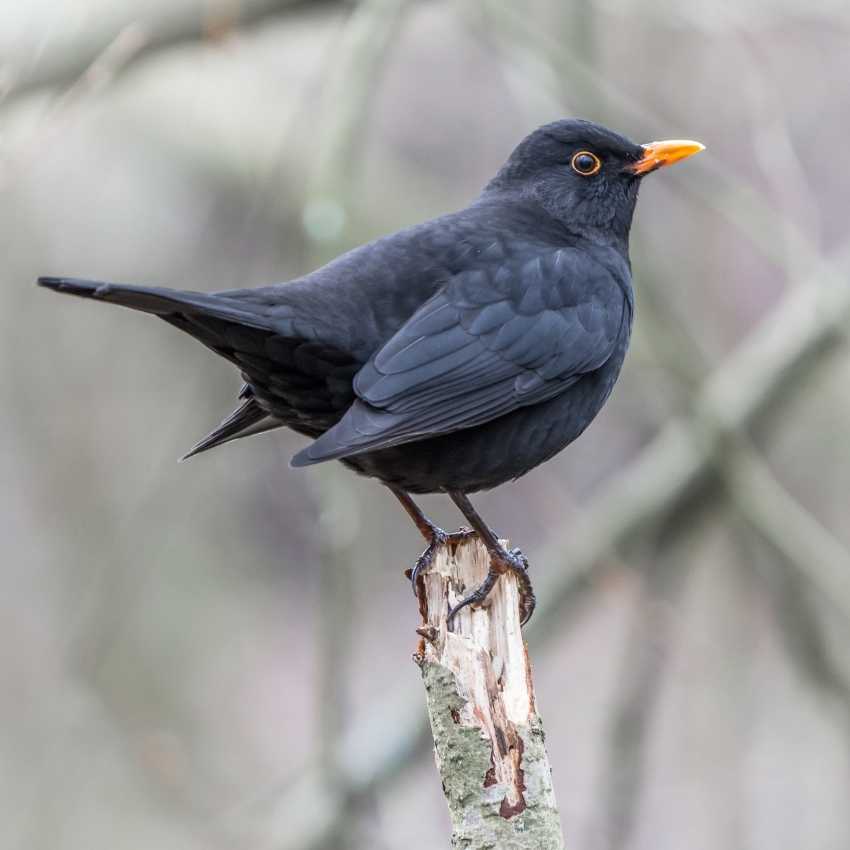 blackbird symbolism Sep21