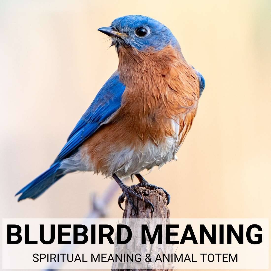 Bluebird Symbolism & Meaning  Bluebird Spirit, Totem, & Power Animal