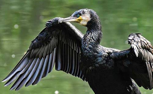 cormorant-symbolism 