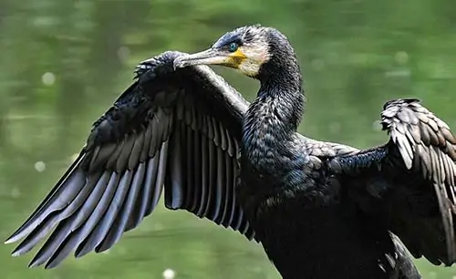 cormorant-symbolism 