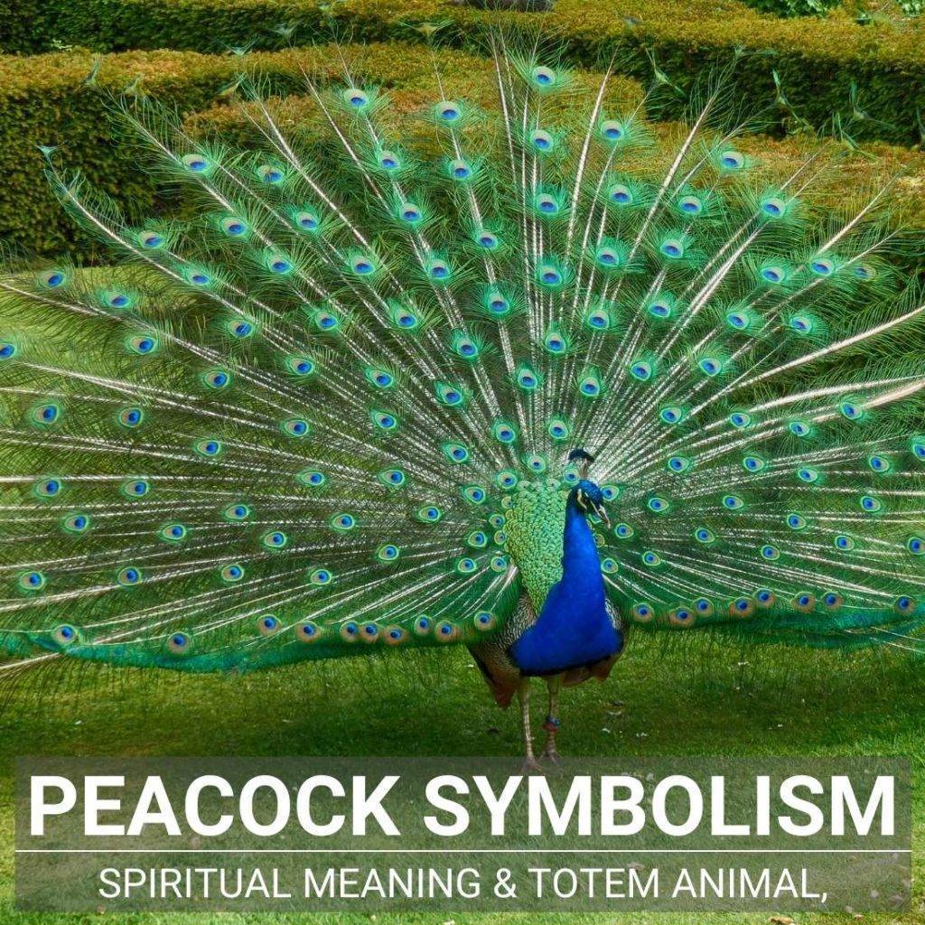 The Peacock Symbolism A Guide To A Fascinating Spiritual Bird