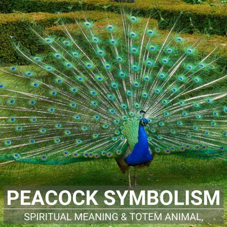 Peacock Symbolism: Spiritual Meaning & Cultural Significance