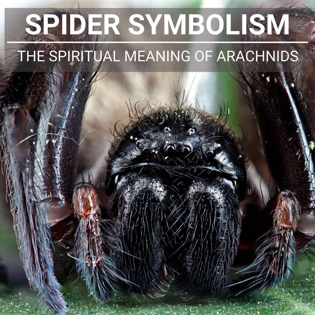 Spider Symbolism, Totem, And Spirit Animal: A Guide To Understanding  Arachnids