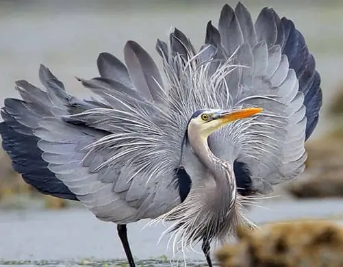 Symbolic Animal Meanings & Photoblog