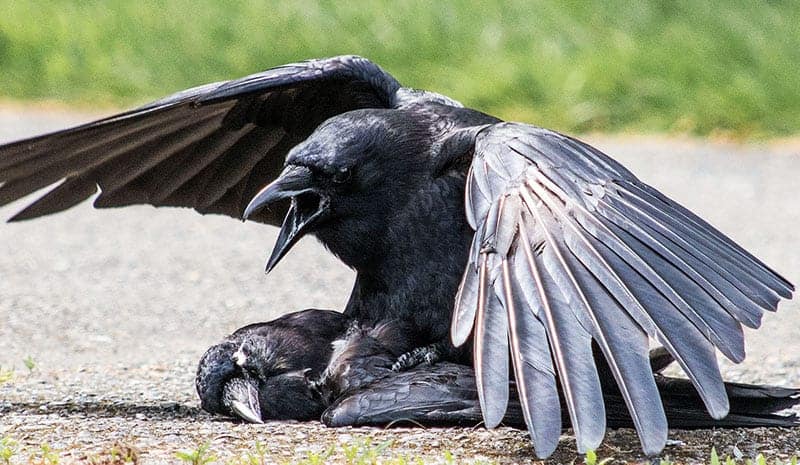 Finding a dead bird