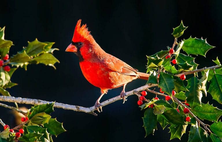 cardinal symbolism cardinal symbolism