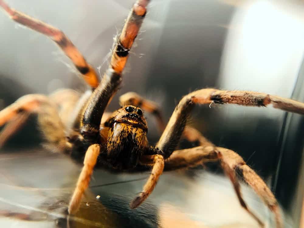 huge Wolf spider scary picture