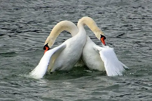Symbolic Animal Meanings & Photoblog