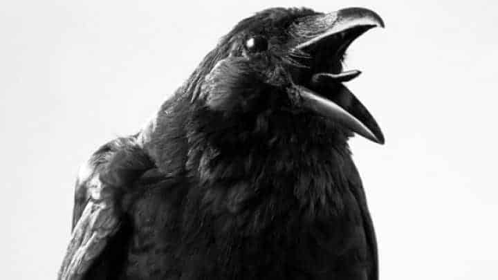 Crows-scary birds brining bad luck