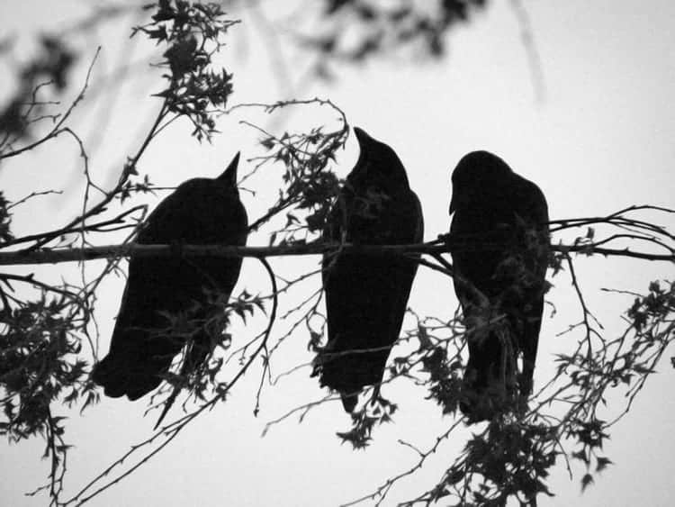 Crow Symbolism What Do They Mean Spiritually Dark Lugubrious And Mysterious 