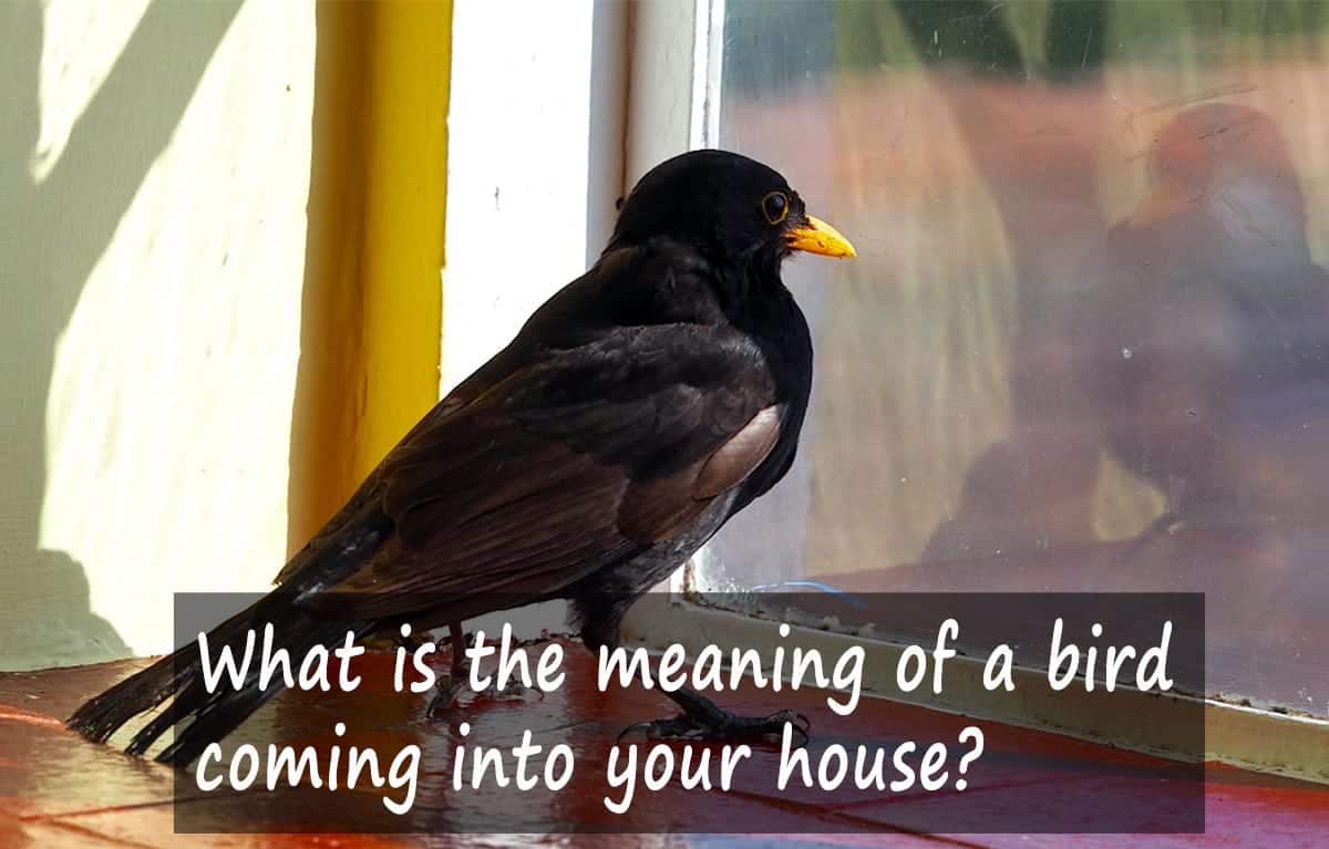Bird in house Meaning