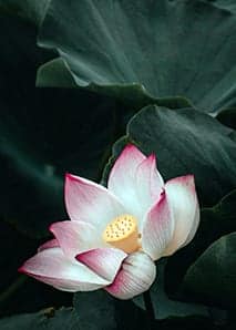 Meaning of the Lotus Flower In Vietnam