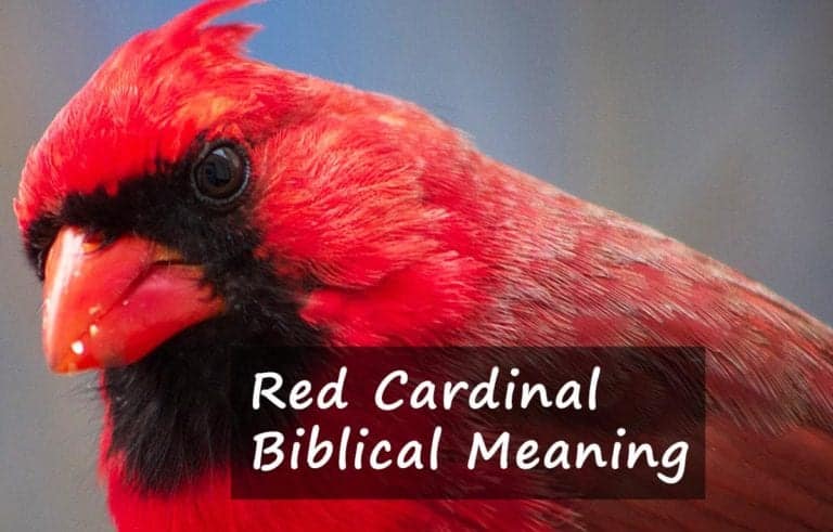 meaning of red cardinal visit