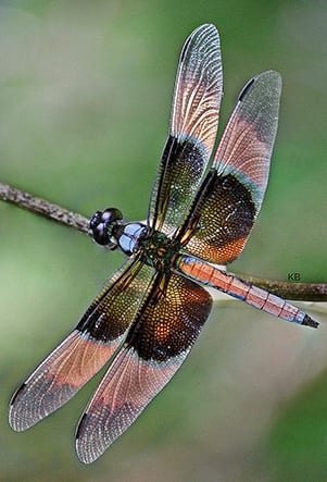 Symbolism behind the Dragonfly