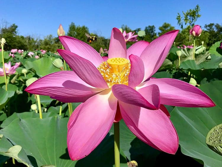 The Beauty of the Lotus