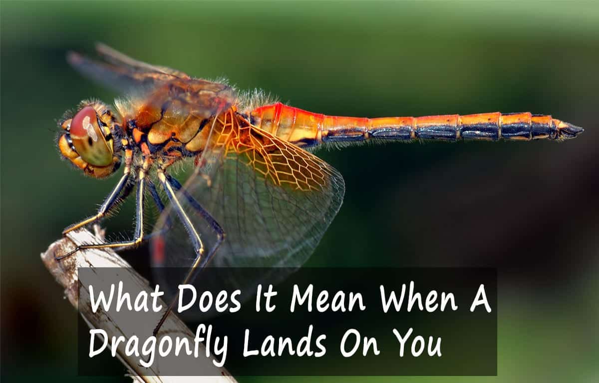 What Does It Mean When A Dragonfly Lands On You